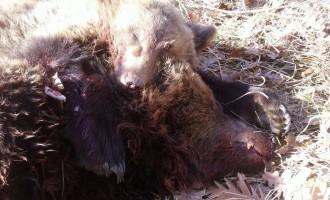 Συγκίνηση από τη φωτογραφία με το νεκρό αρκουδάκι να αγκαλιάζει τη σκοτωμένη μητέρα του!