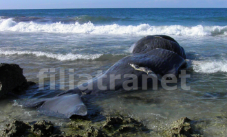Νεκρή φάλαινα σε παραλία των Φιλιατρών