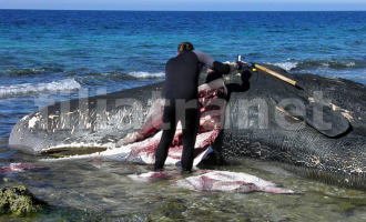 Ολόκληρη επιχείρηση στήθηκε στα Φιλιατρά για να απομακρυνθεί η νεκρή φάλαινα