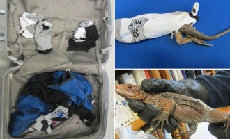 13 σπάνια ιγκουάνα εντοπίστηκαν μέσα σε… κάλτσες