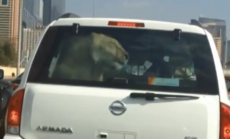 Ντουμπάι: Έβγαλε βόλτα το κατοικίδιο… λιοντάρι του με το αυτοκίνητο