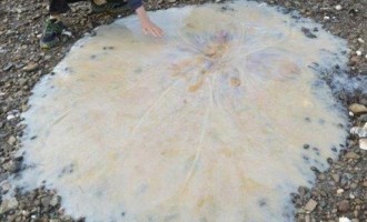 Γιγαντιαία μέδουσα ξεβράστηκε σε ακτή της Τασμανίας