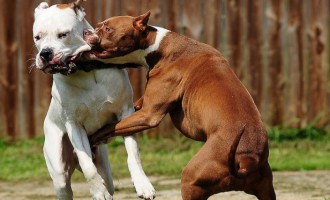 Έβαλαν pitbull να κατασπαράξουν αδέσποτα σκυλιά στην Πάτρα (προσοχή σκληρές εικόνες)