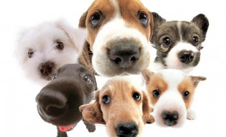Τα 7 πιο δημοφιλή ονόματα σκύλων