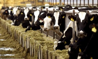 Οι τρελές αγελάδες επιστρέφουν – Δύο κρούσματα στη Φθιώτιδα