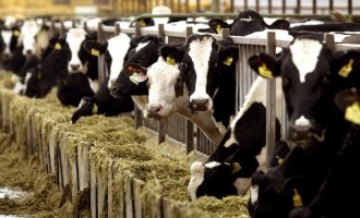 “Οι γαλακτοβιομηχανίες ρίχνουν τις τιμές και σπάνε τις συμφωνίες”