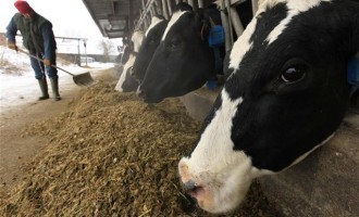 Τρεις γαλάζιοι βουλευτές στηρίζουν την πρόταση των αγελαδοτρόφων