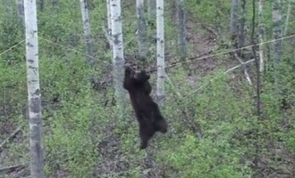Δεν μπορείτε να φανταστείτε τι μπορεί να κάνει μία αρκούδα για το… φαΐ (βίντεο)
