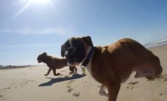 Απίστευτο βίντεο: Μπόξερ με 2 πόδια τρέχει στην παραλία σαν τον… άνεμο