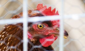 Επιτροπή ανταγωνισμού: 40 εκατ. πρόστιμο για καρτέλ στα… κοτόπουλα