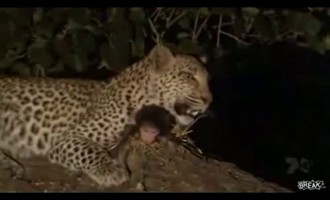 Λεοπάρδαλη ταΐζει το πιθηκάκι που έχει… υιοθετήσει (βίντεο)