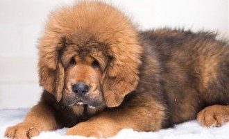 Αυτός είναι ο πιο ακριβός σκύλος στον κόσμο – πουλήθηκε 1,44 εκ. ευρώ