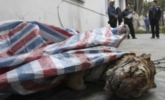 Στην Κίνα οι πλούσιοι σφάζουν τίγρεις για… πλάκα και μετά τις τρώνε!