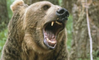 Τσετσενία: Κυνηγούσαν την αρκούδα στο κέντρο της πόλης (βίντεο)
