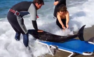 Η συγκινητική προσπάθεια των εθελοντών που έσωσαν δελφίνι στην Κρήτη (βίντεο)