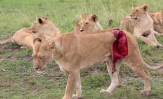 Συγκλονιστική διάσωση λιονταρίνας που την είχε ξεσκίσει βούβαλος (βίντεο)