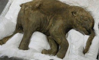 Σε μουσείο του Λονδίνου ένα μωρό Μαμούθ