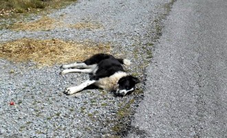 Αγρίνιο: Σκότωσε τον σκύλο και τραυμάτισε τον ιδιοκτήτη