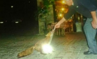 Τιθορέα: Η αλεπού που έγινε μασκότ του χωριού