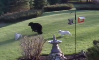 Η αρκούδα βρήκε το μπελά της από δύο μπουλντόγκ (βίντεο)