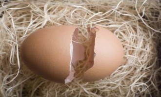 Τα τσόφλια των αυγών θα χρησιμοποιούνται στα καλλυντικά