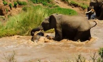 Δραματική διάσωση μικρού ελέφαντα που παρασυρόταν από το ρέμα (βίντεο)