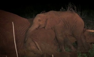Ορφανό ελεφαντάκι δεν αποχωρίζεται την νεκρή μάνα του (βίντεο)