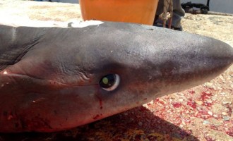 Ψαράς έπιασε… καρχαρία στην Τήνο!