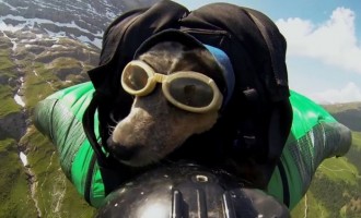 Ο πρώτος… ιπτάμενος σκύλος (βίντεο)