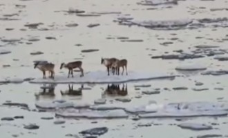 Αλάσκα: Τα καριμπού πήγαν… ποταμάδα (βίντεο)