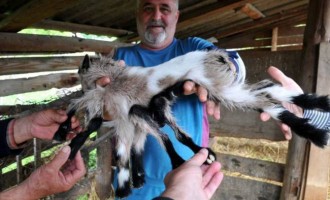 Κατσικάκι με οκτώ πόδια σε φάρμα στην Κροατία