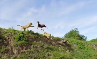 Λιοντάρι πιάνει αντιλόπη… στον αέρα! (βίντεο)