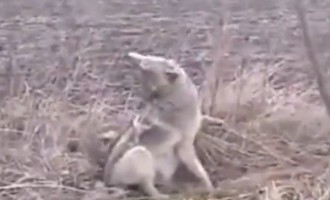 Έκανε το λάθος να βοηθήσει τραυματισμένο λύκο (βίντεο)