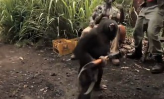 Δίνουν στον πίθηκο όπλο και τους πυροβολεί (βίντεο)