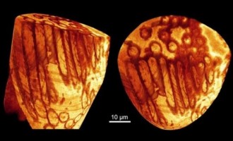 Απολιθωμένο σπερματοζωάριο “γίγας” ανακαλύφθηκε στην Αυστραλία