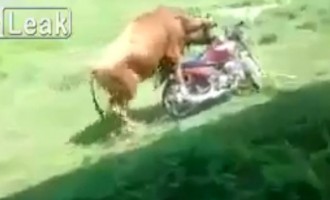 Ο ταύρος είναι κατεξοχήν… ερωτικό ζώο (βίντεο)