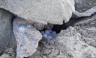 Η πρώτη φωλιά Caretta Caretta στον Κυπαρισσιακό κόλπο