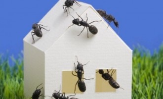 Απαλλαγείτε από τα μυρμήγκια με 6 φυσικούς τρόπους