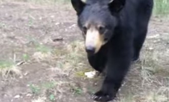 Στιγμές τρόμου: Αρκούδα κυνηγάει δύο δρομείς στον Καναδά (βίντεο)