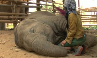 Ταϊλάνδη: Νανουρίζει τους… ελέφαντες και αυτοί χαλαρώνουν (βίντεο)