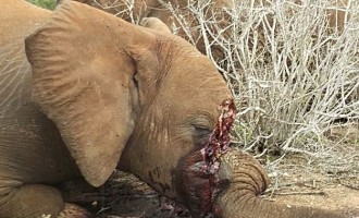Αφρική: 20.000 ελέφαντες θύματα λαθροθηρίας