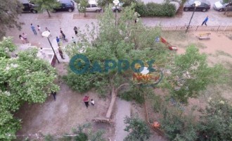 Μεγάλο δέντρο καταπλάκωσε 15χρονη στην Καλαμάτα (εικόνες και βίντεο)
