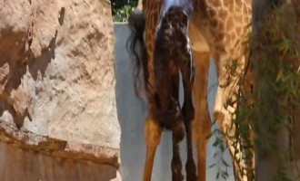 Σαν Ντιέγκο: Καμηλοπάρδαλη γέννησε… καταχειροκροτούμενη (βίντεο)
