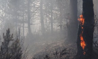 Χαλκιδική: 550 στρέμματα δάσους κάηκαν από την πυρκαγιά στον Αρμενιστή