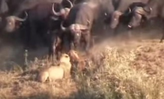 Απίστευτο βίντεο: Βούβαλοι εναντίον λιονταριών με 75.000.000 θεάσεις στο You tube