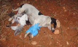 Τραγικός θάνατος σκυλιού στη Ρόδο – Το περιέλουσαν με… νέφτι!