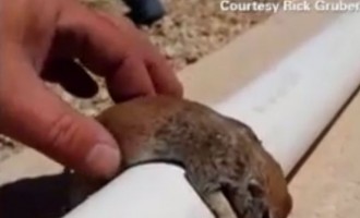 ΗΠΑ: Έσωσε σκίουρο από βέβαιο θάνατο με… τεχνητές αναπνοές (βίντεο)