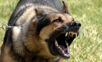 Φρίκη στην Ορεστιάδα: Σκυλιά επιτέθηκαν σε 8χρονο αγοράκι