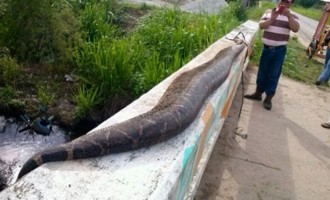 Χωρικοί σκότωσαν φίδι – τέρας μήκους 7,5 μέτρων