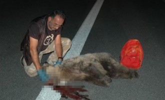 Σκληρή εικόνα: Ατύχημα με θύμα αρκούδα στην Εγνατία
